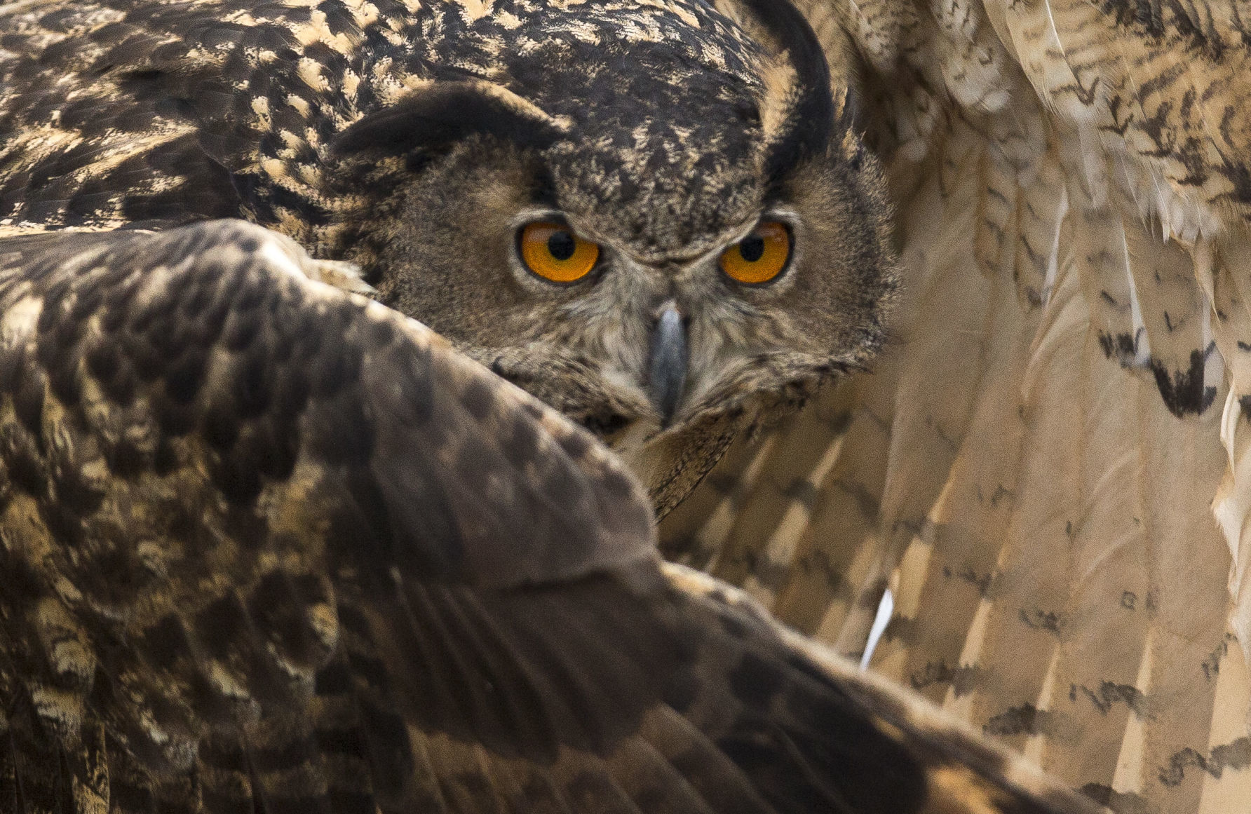 Birds of Prey owl